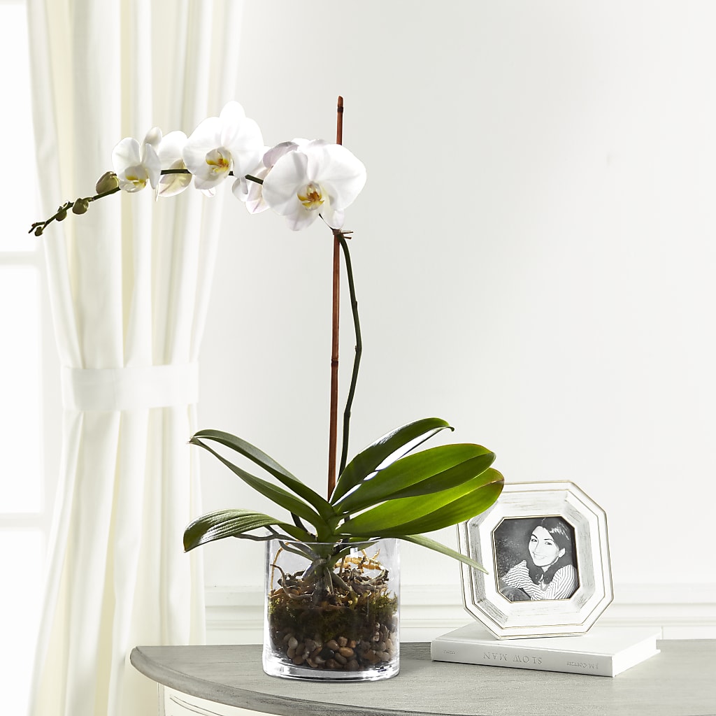 White Orchid Planter – Rj Flowers Design, Galloway OH