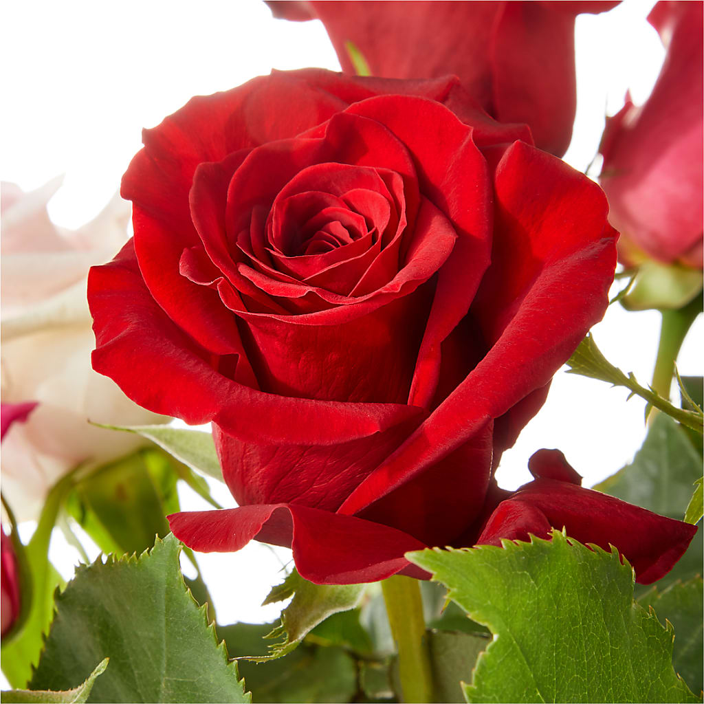 Love Notes Rose Bouquet – Rj Flowers Design, Galloway OH