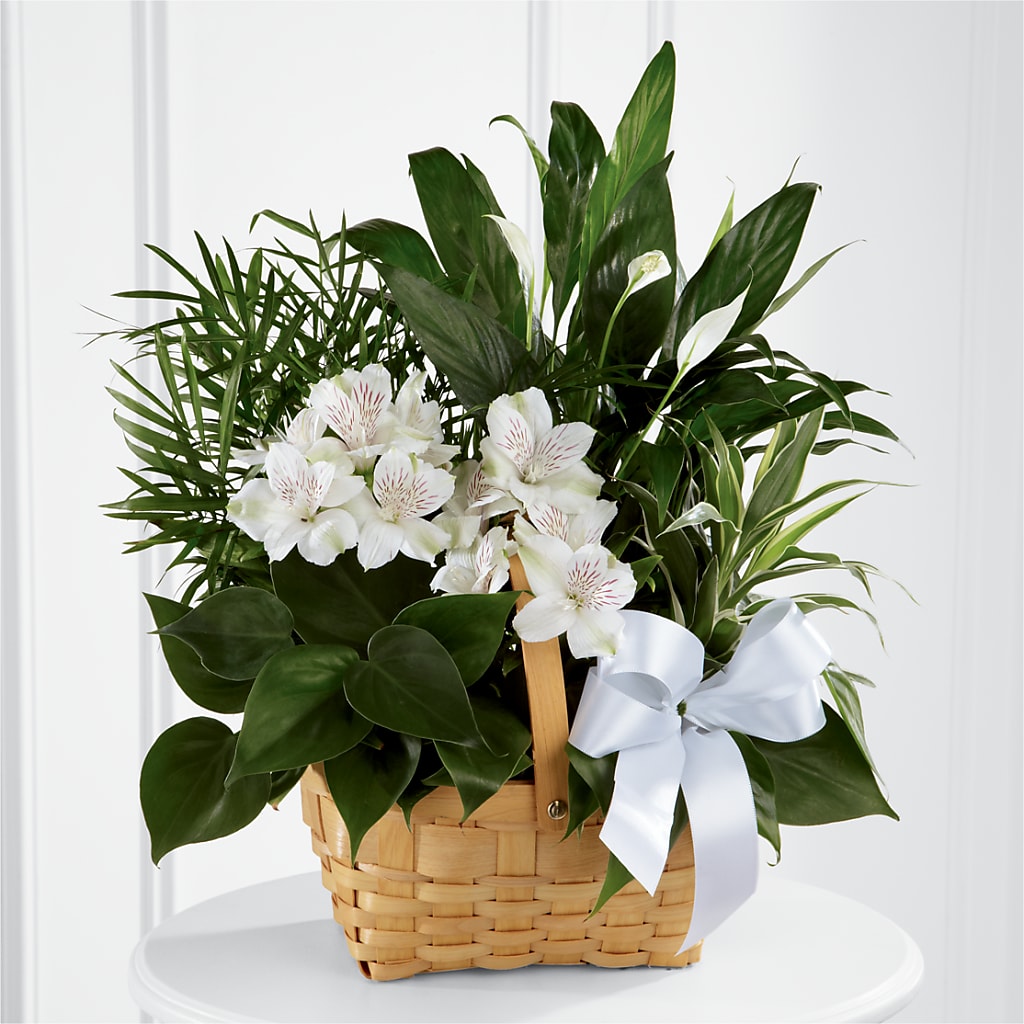 Peace & Serenity Dishgarden –  Rj Flowers Design, Galloway OH