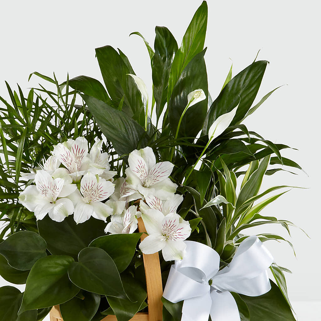 Peace & Serenity Dishgarden –  Rj Flowers Design, Galloway OH