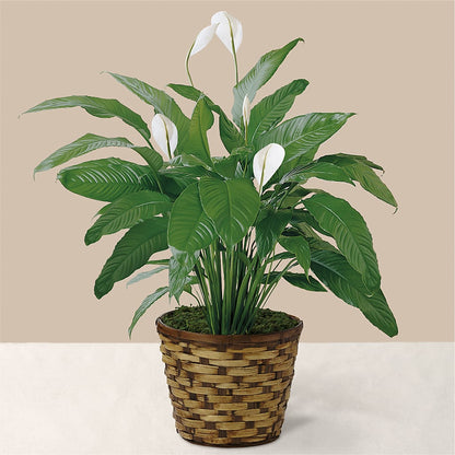 Tranquil Moments Peace Lily Plant –  Rj Flowers Design, Galloway OH