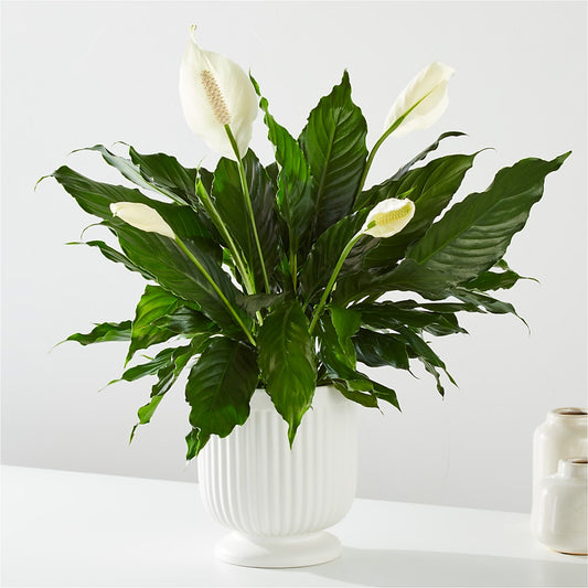 Comfort Planter –  Rj Flowers Design, Galloway OH