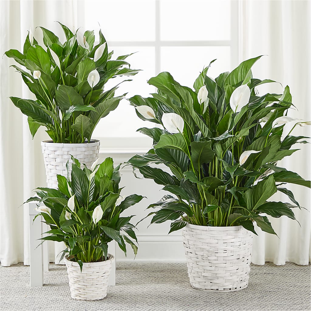 A New Leaf Peace Lily –  Rj Flowers Design, Galloway OH