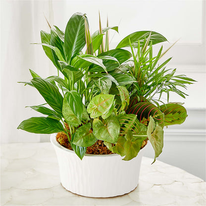 Balance & Harmony Dishgarden –  Rj Flowers Design, Galloway OH