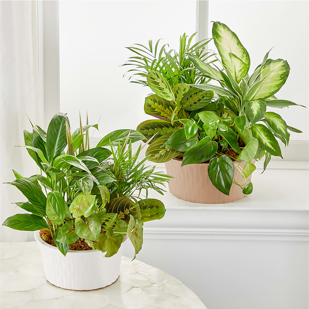 Balance & Harmony Dishgarden –  Rj Flowers Design, Galloway OH