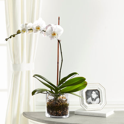 White Orchid Planter –  Rj Flowers Design, Galloway OH